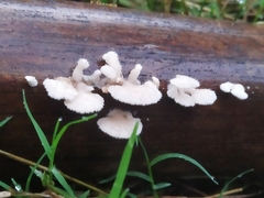 Schizophyllum commune