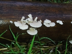 Schizophyllum commune