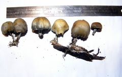 Psilocybe weraroa