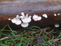 Schizophyllum commune