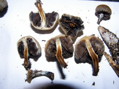 Psilocybe weraroa