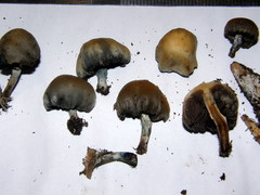 Psilocybe weraroa