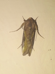Thysanoplusia orichalcea