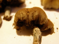Psilocybe weraroa