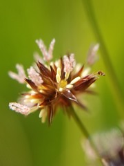 Juncus saximontanus