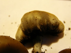 Psilocybe weraroa