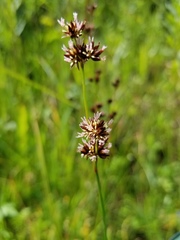 Juncus saximontanus