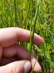 Juncus saximontanus
