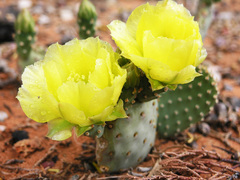 Opuntia aurea