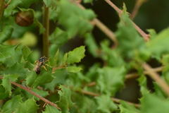 Halictus farinosus