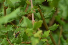 Halictus farinosus