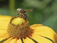 Bicyrtes capnopterus