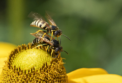 Bicyrtes capnopterus