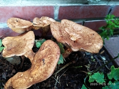 Paxillus rubicundulus