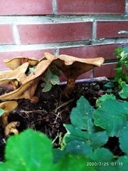 Paxillus rubicundulus