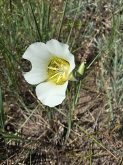 Calochortus gunnisonii