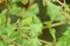 Halictus farinosus