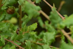 Halictus farinosus