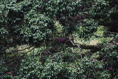 Syzygium crebrinerve