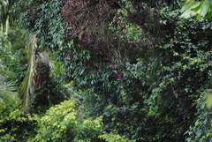 Syzygium crebrinerve