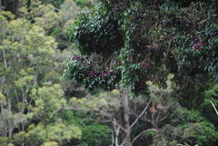 Syzygium crebrinerve