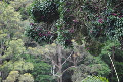 Syzygium crebrinerve