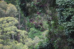 Syzygium crebrinerve