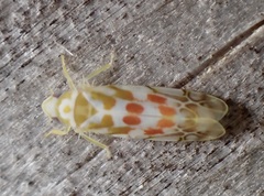 Typhlocyba quercus