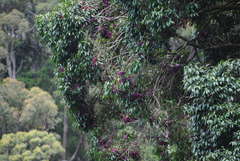 Syzygium crebrinerve