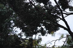 Syzygium crebrinerve
