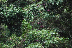 Syzygium crebrinerve