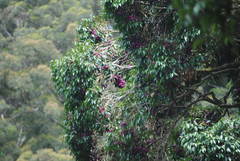 Syzygium crebrinerve