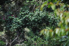 Syzygium crebrinerve