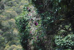 Syzygium crebrinerve