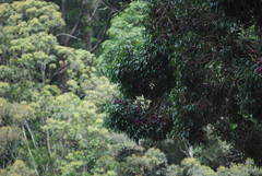 Syzygium crebrinerve