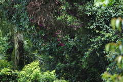 Syzygium crebrinerve