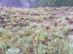 Botrychium pedunculosum