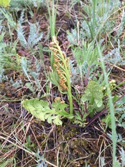 Botrychium pedunculosum