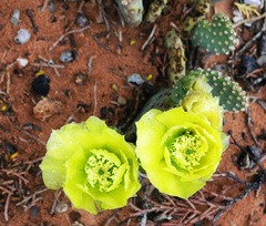 Opuntia aurea