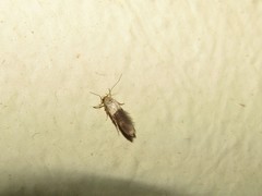 Stathmopoda auriferella