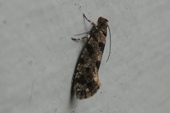 Parochmastis hilderi