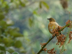 Ploceus cucullatus