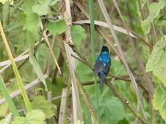 Cinnyris erythrocercus