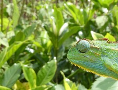 Chamaeleonidae