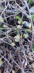 Muehlenbeckia complexa