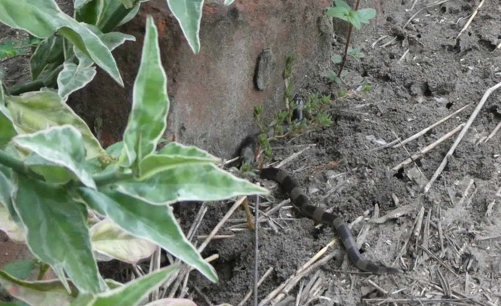 Werner's Garter Snake