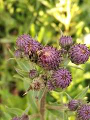 Cirsium arvense