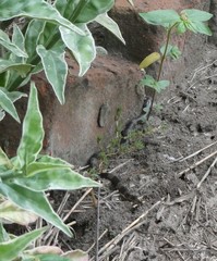 Elapsoidea laticincta