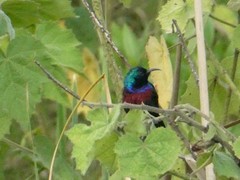 Cinnyris erythrocercus