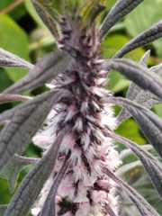 Leonurus quinquelobatus